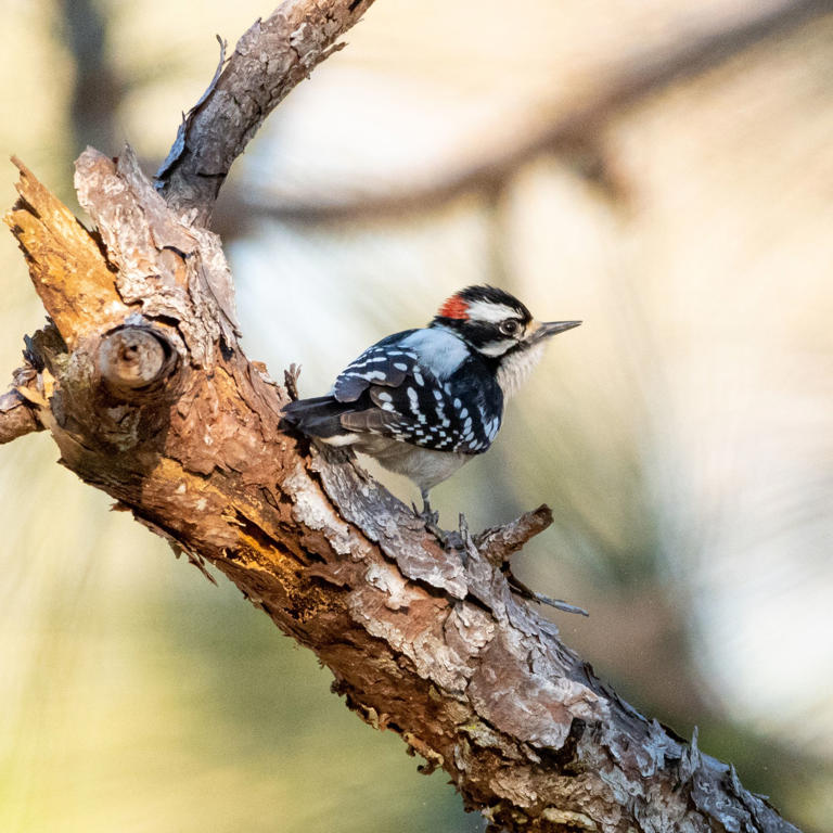 9 common backyard birds of the Pacific Northwest