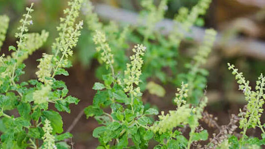 Tulsi has traditionally been used to ease cough, congestion, and breathing discomfort