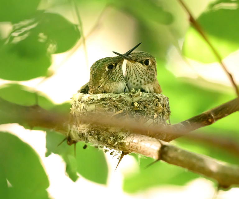 How to attract hummingbirds to your garden – and create a beautiful ...