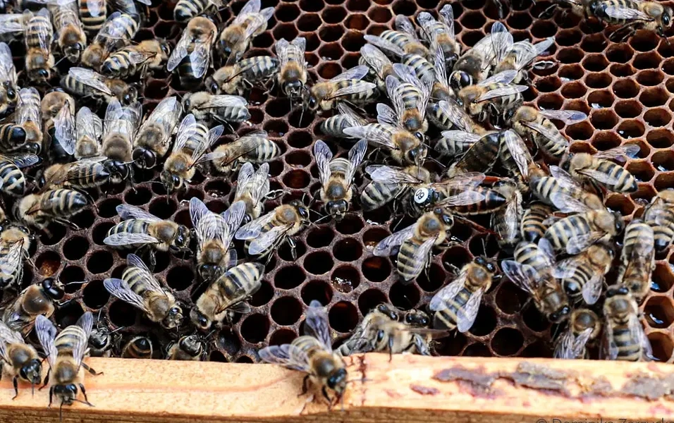 World Bee Day 2026 highlights urgent need for pollinator protection