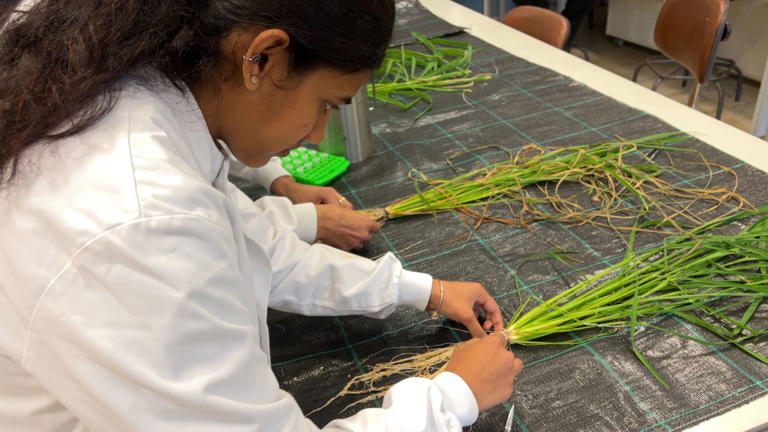 Scientists developing drought-resistant rice