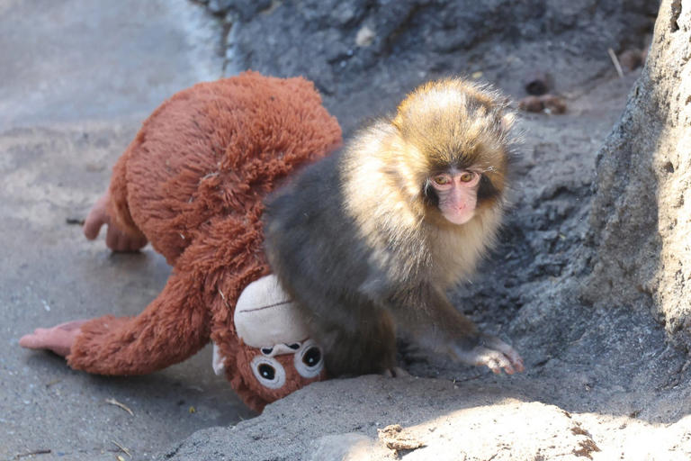 Japan zoo considers photo ban near viral Punch the monkey enclosure