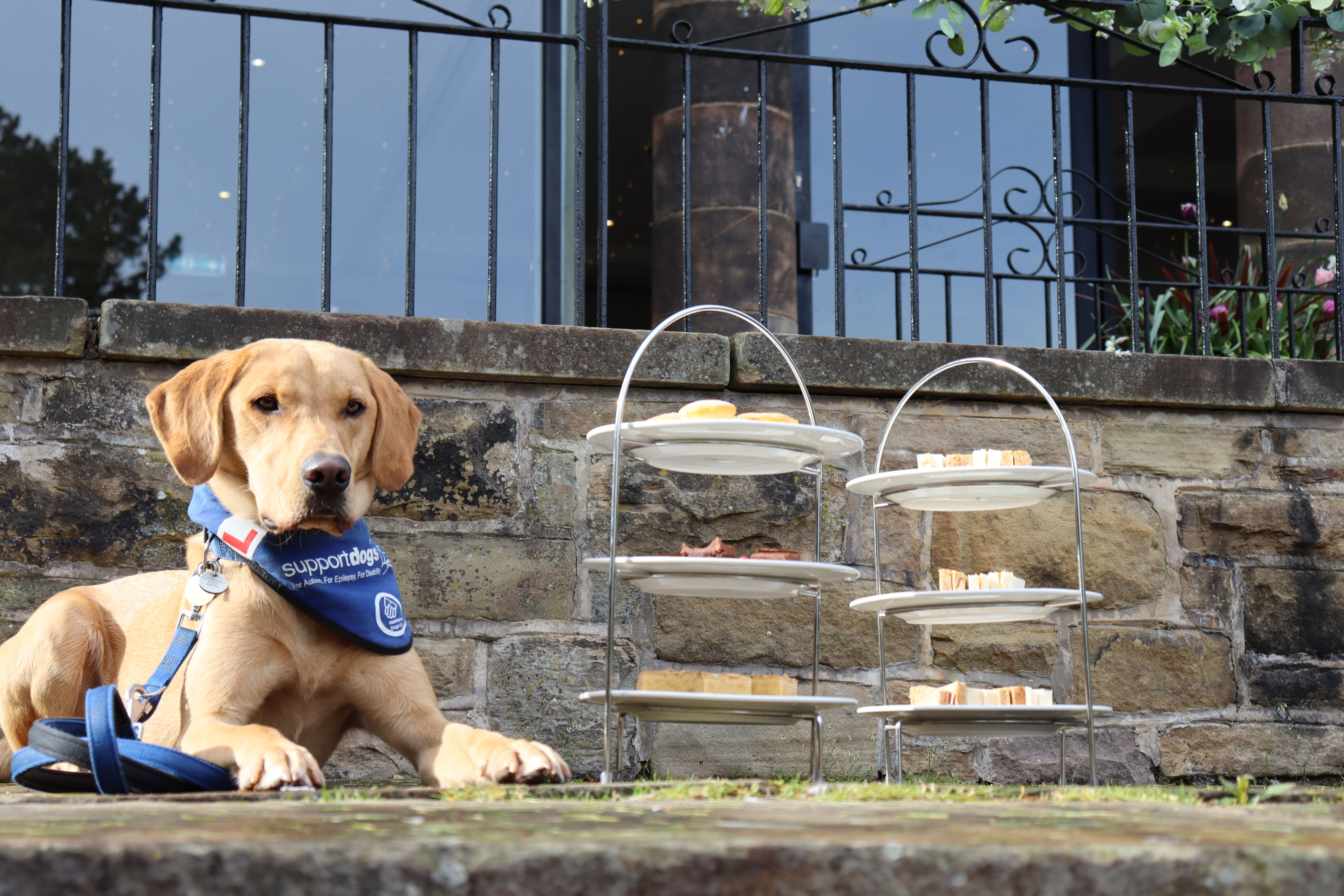 Raise a cup for Support Dogs' coffee morning month