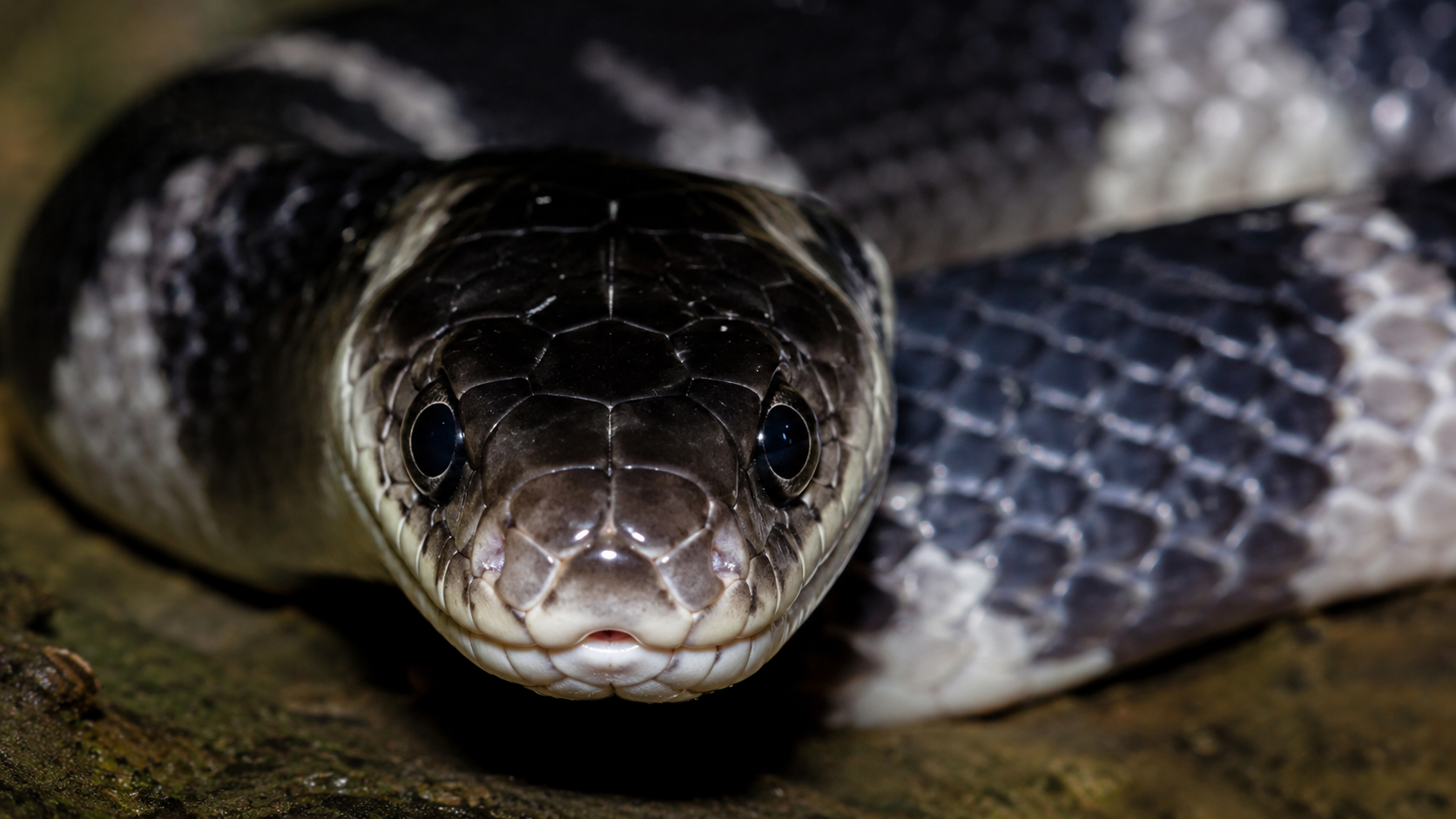 How to identify the Indian krait snake: Everything you need to know ...