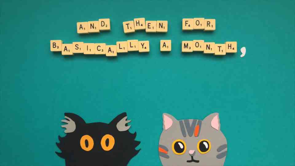 Two cats met for the first time – Ralph and Bella’s first encounter