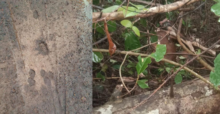 Suspected leopard attack in Kasaragod after three-month lull; calf ...