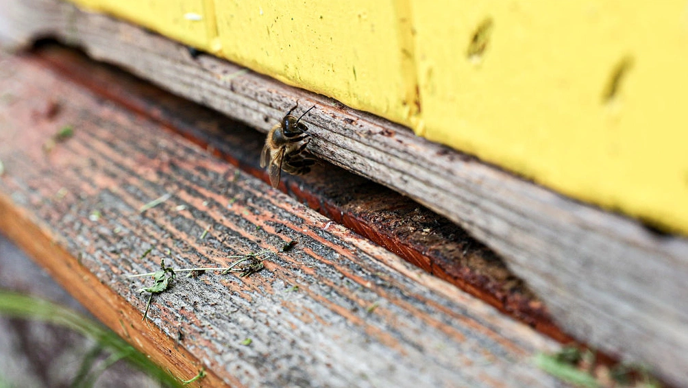 World Bee Day 2026 highlights urgent need for pollinator protection