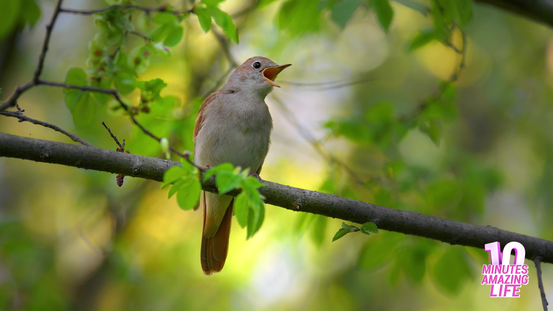 Hoe nachtegaal het bos vult met mooie avondliederen