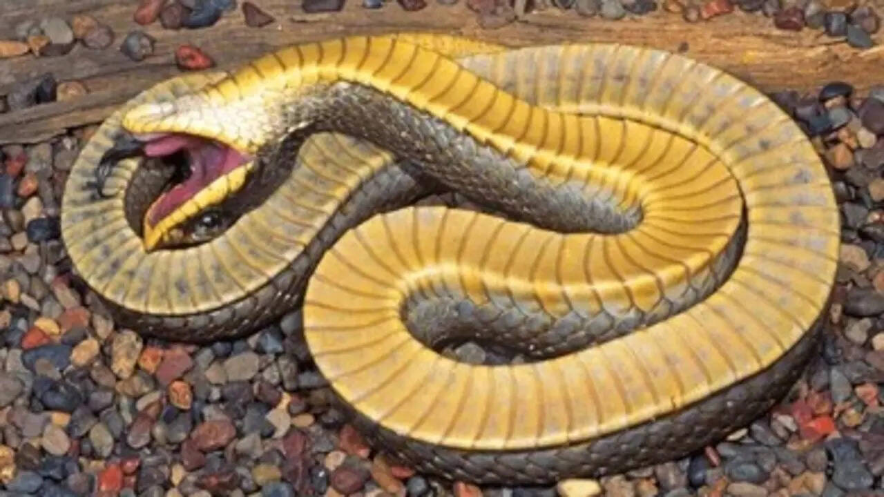 The snake that plays dead: Inside the bizarre defence tactics of ...