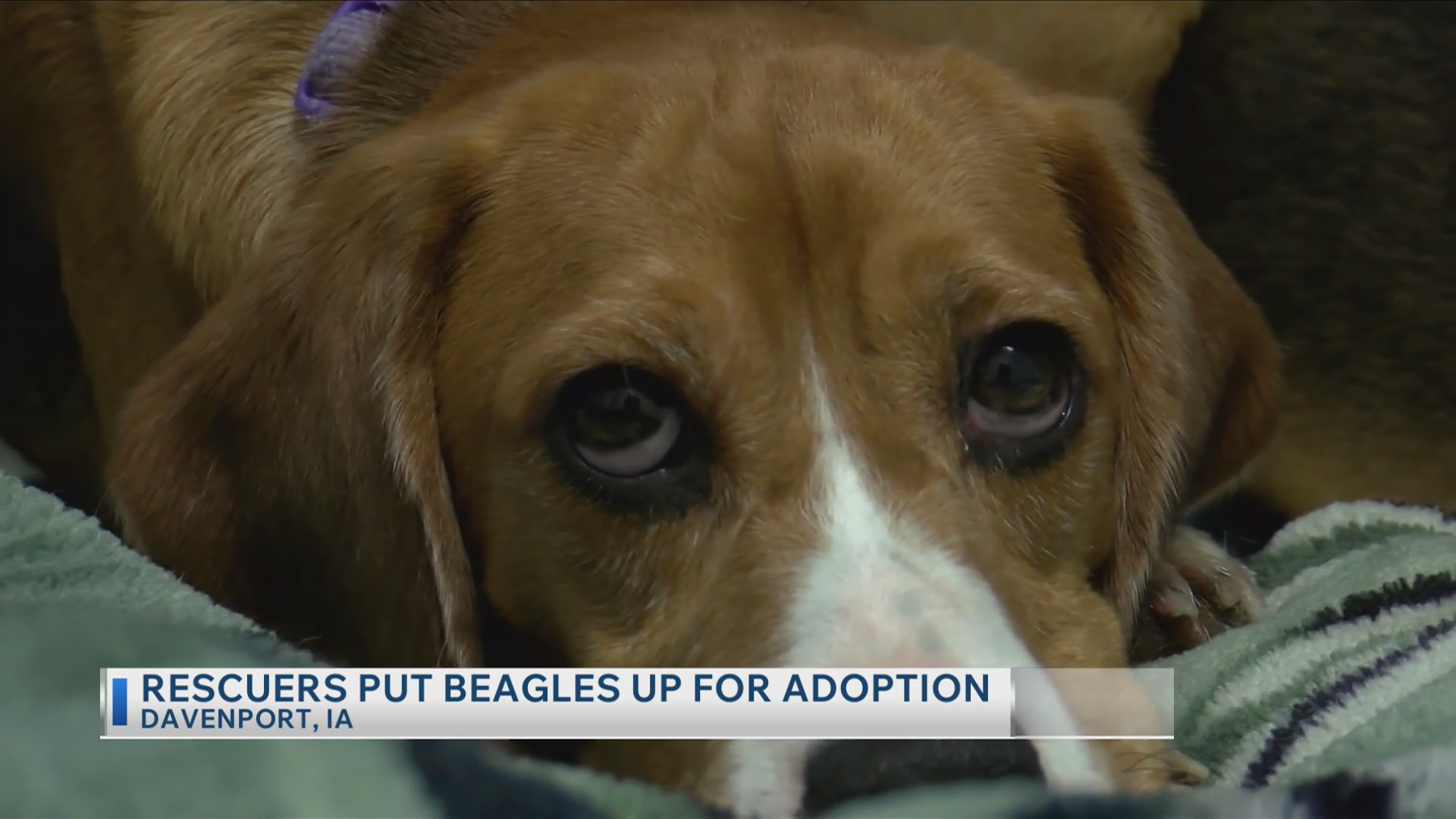 Rescuers put beagles up for adoption