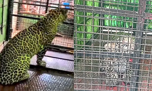 Leopard trapped in cage near Yelandur, farmers heave sigh of relief
