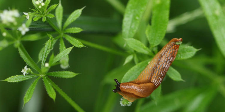 See off slugs from your garden with a sprinkle of this 85p pantry staple