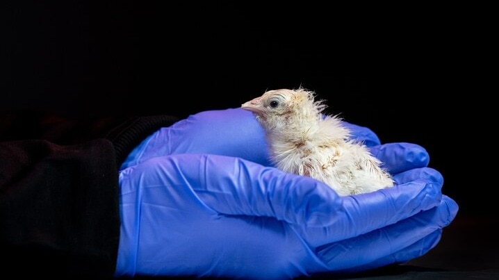 Company trying to revive extinct animal hatches 26 chicks from ...