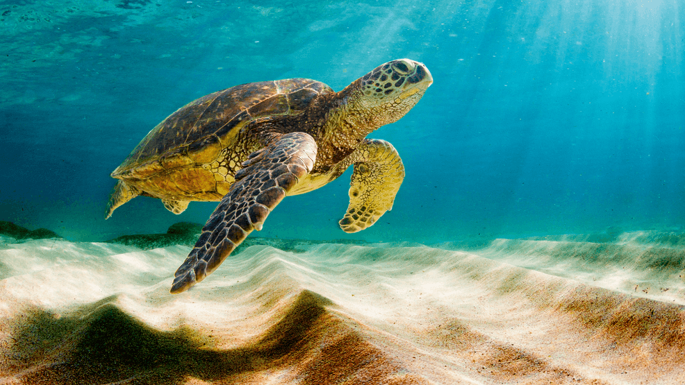 Nesting season kicks off, so turtle talks hatch again in North Topsail ...