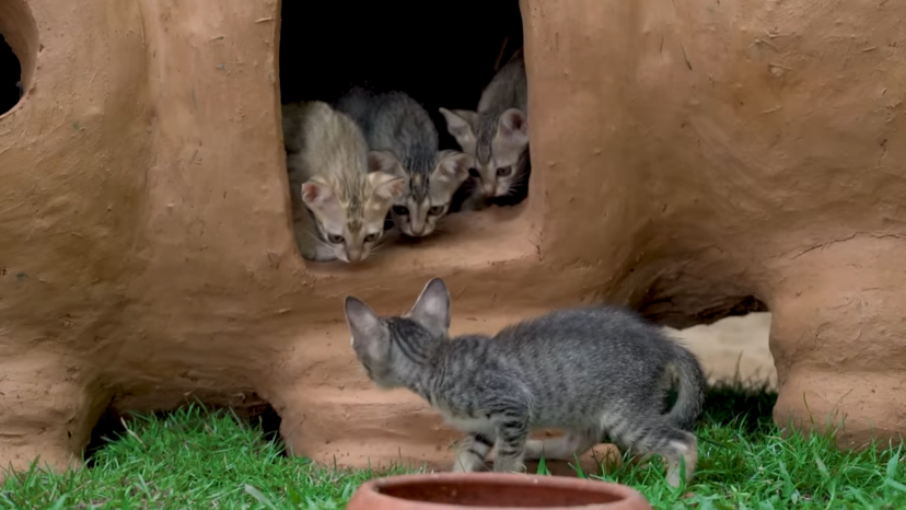 Watch these tiny scared kittens get rescued and given a safe shelter