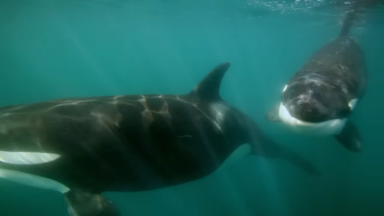 Watch what happens when 5 killer whales target one whale – they rip it ...