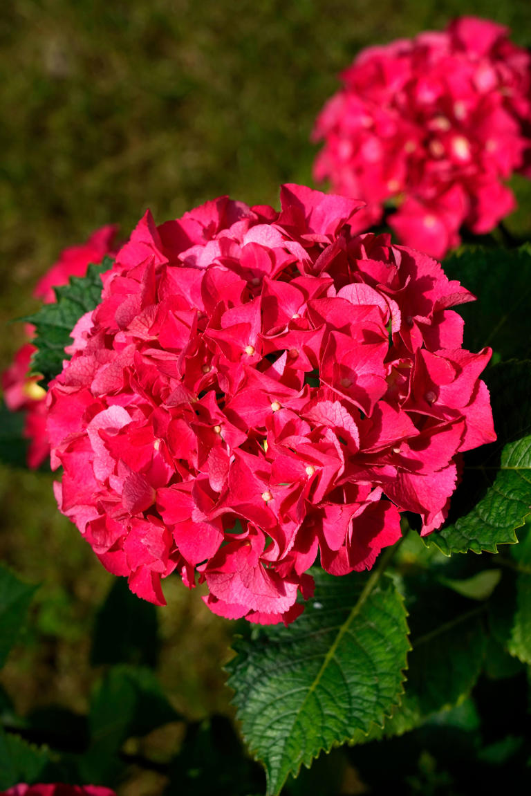 How to care for hydrangeas—plus 5 tips to bring them back year after year