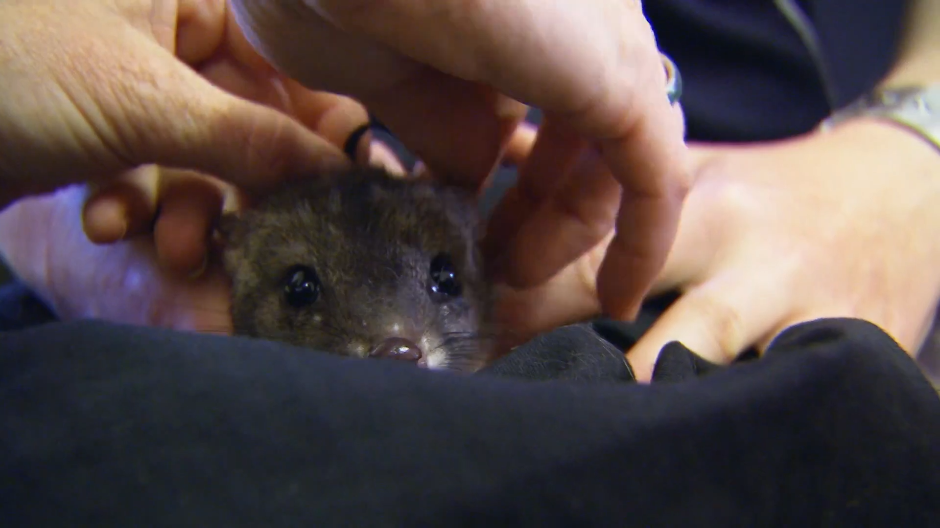They protected this baby knowing predators could kill it at any moment