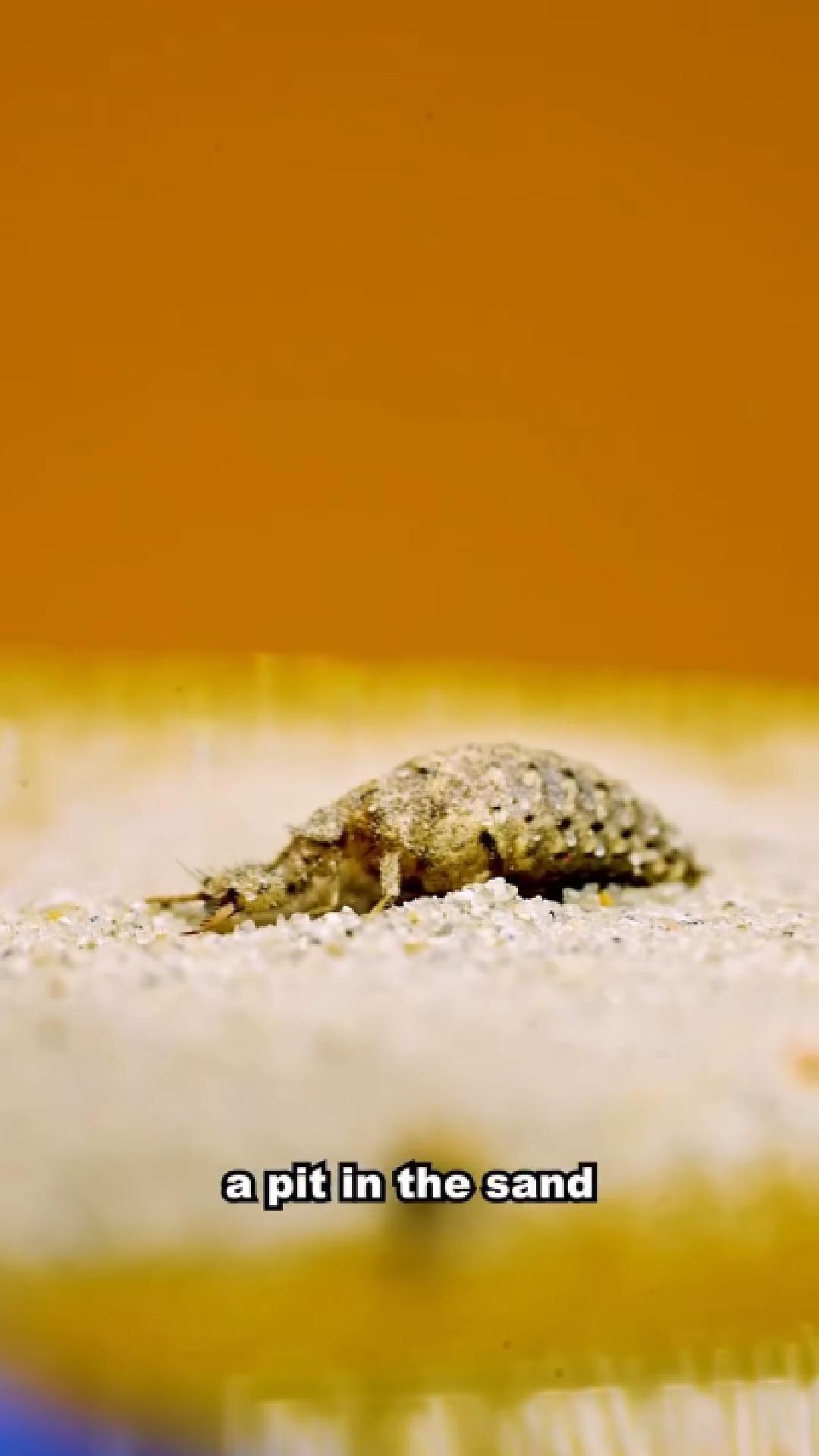 Meet the insect some call the world’s smartest bug