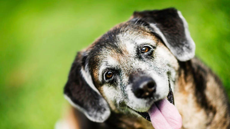 5 myths about adopting an older dog you should stop believing ...