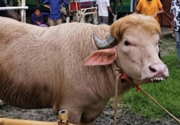 Viral penampakan sapi kurban di Bangladesh disebut mirip Donald Trump ...