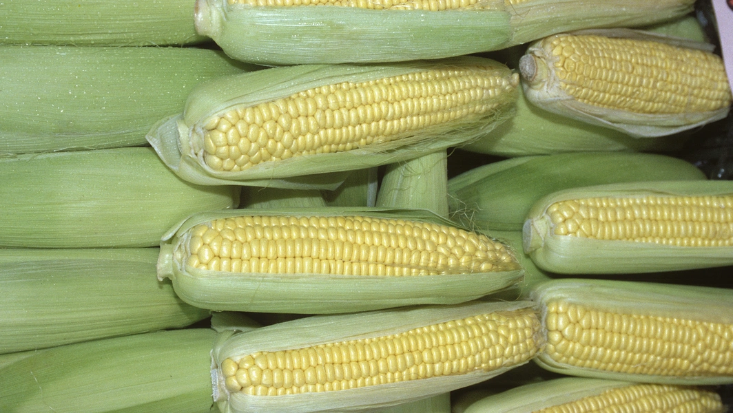 Alabama farm revives heirloom corn for modern tables