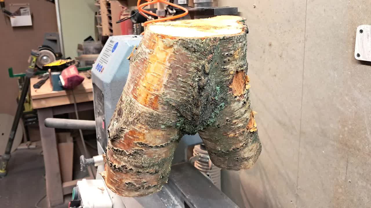 Watch how this freshly cut birch crotch log becomes something wild