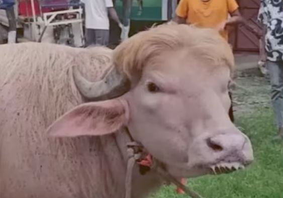 Viral penampakan sapi kurban di Bangladesh disebut mirip Donald Trump ...