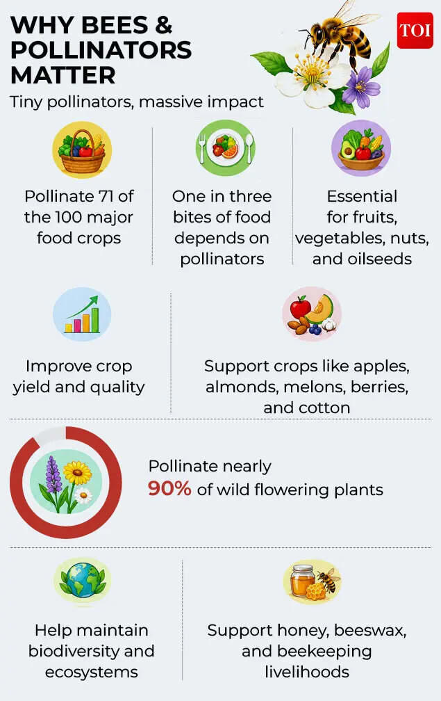 Life Lab: Beyond the honey jar — how bees sustain food systems and why ...