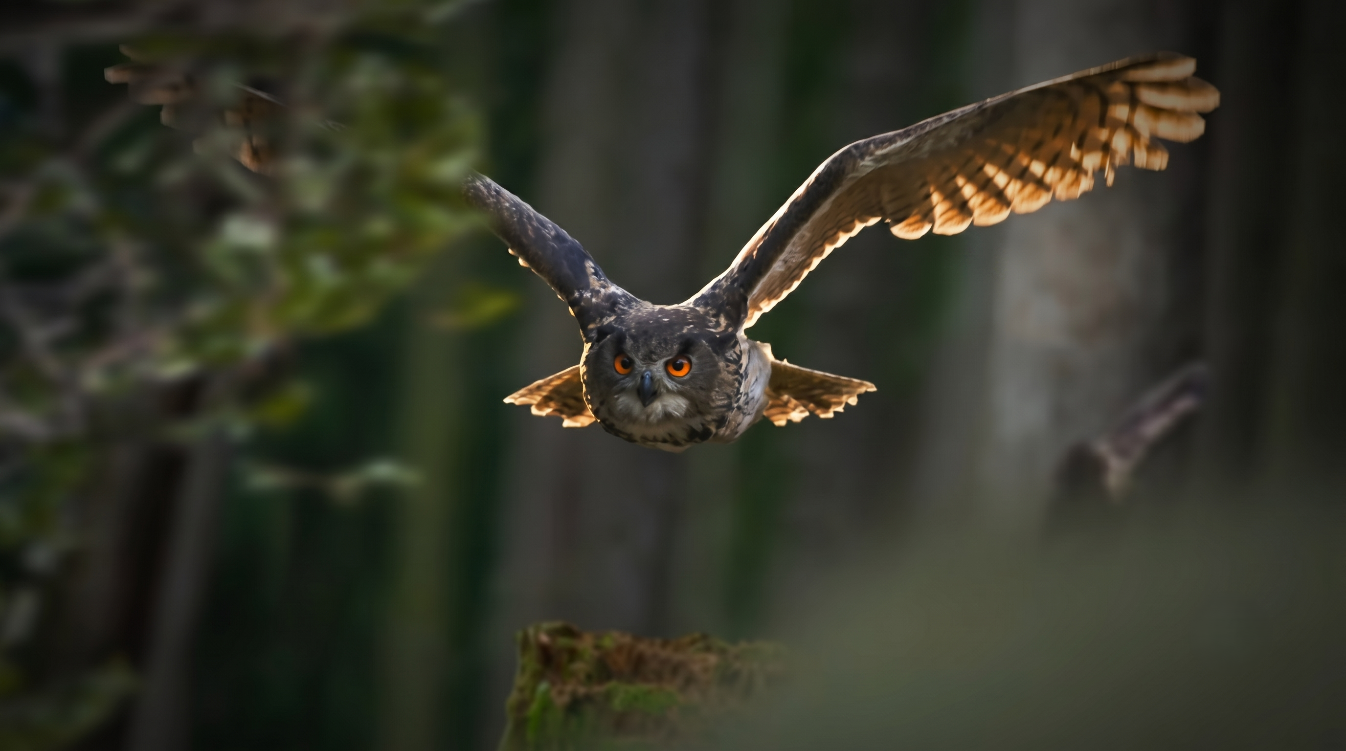 Watch what happens when an owl hunts in complete silence at night