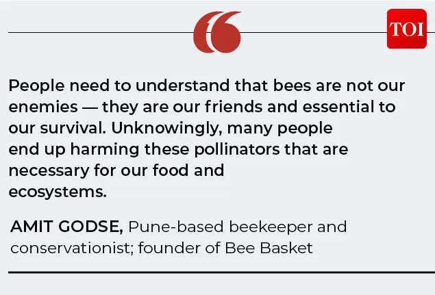 Life Lab: Beyond the honey jar — how bees sustain food systems and why ...