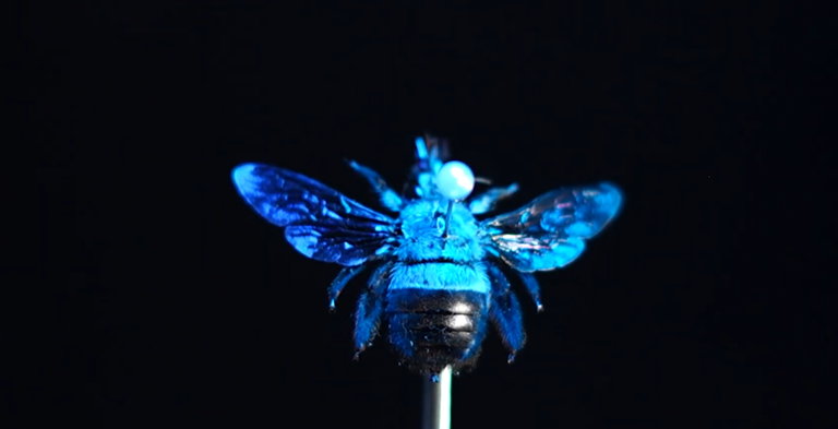 The rare blue carpenter bee revealed under the microscope