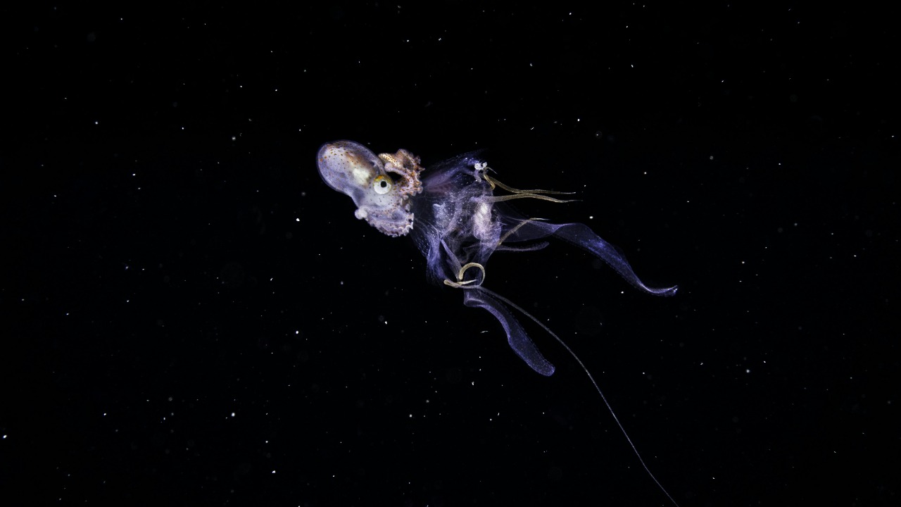 A robot sub just pulled two bizarre new creatures from 4,000 meters ...