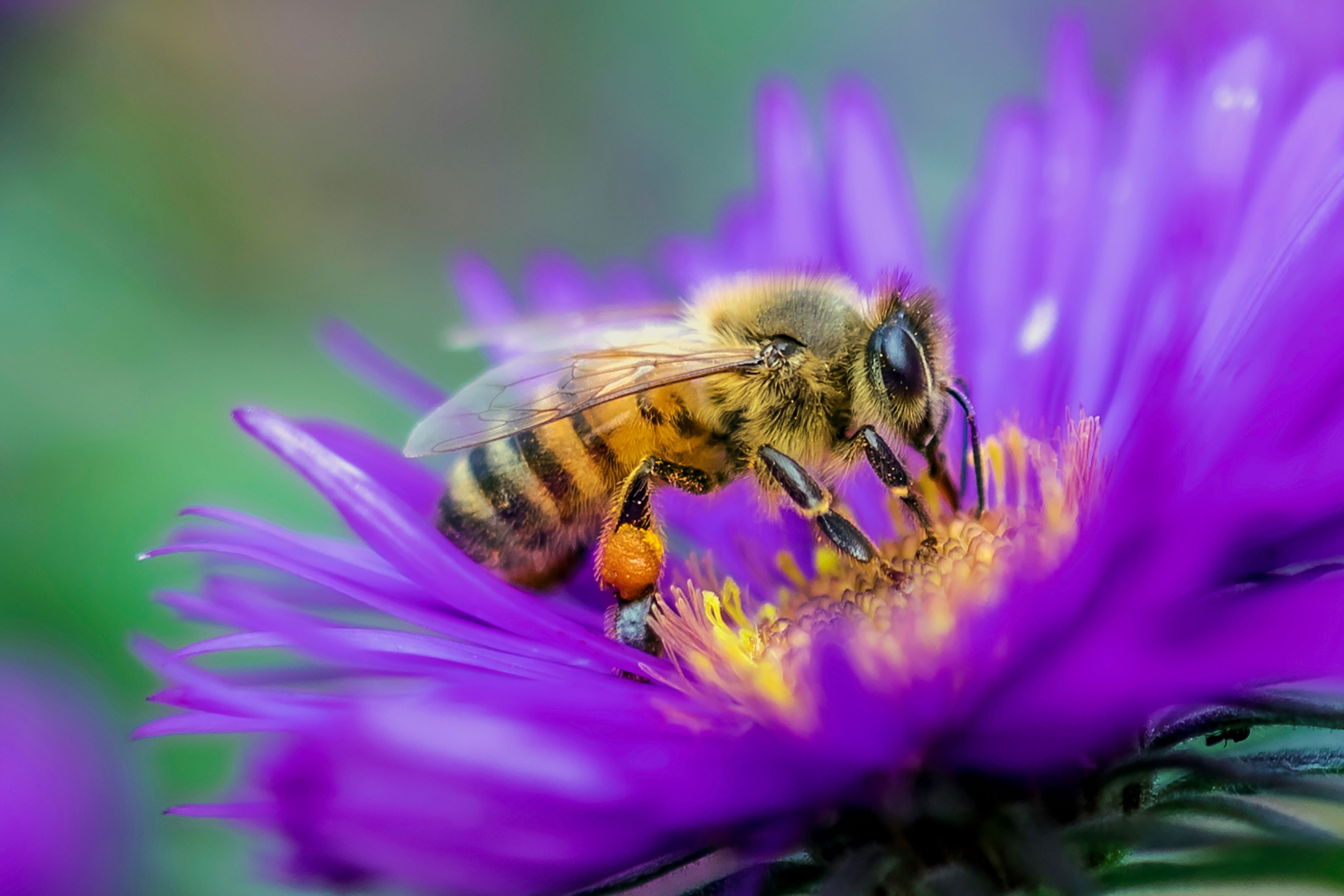 A 20-minute walk could help keep bee populations healthy