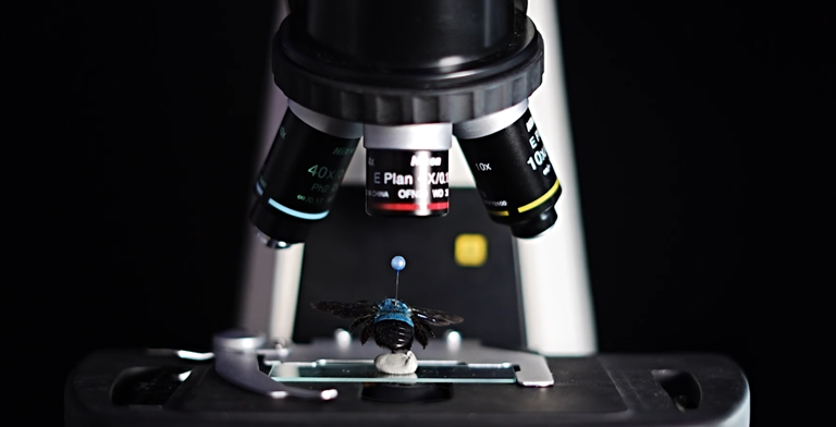 The rare blue carpenter bee revealed under the microscope