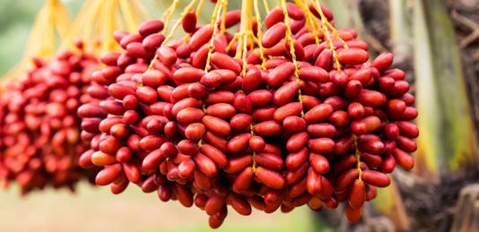 البلح
