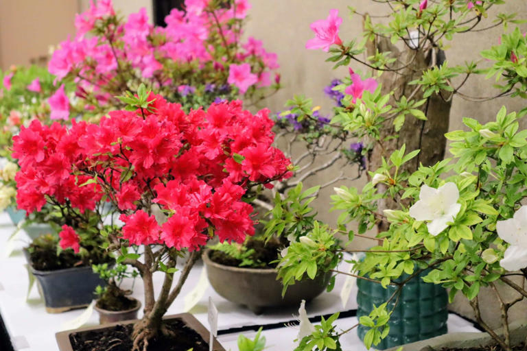 What the 'Rhododendron King' taught us about growing, spotting and ...