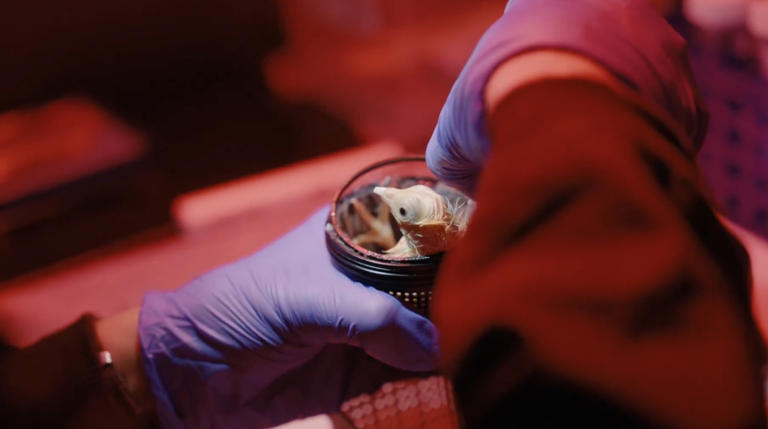 Company trying to revive extinct animal hatches 26 chicks from ...
