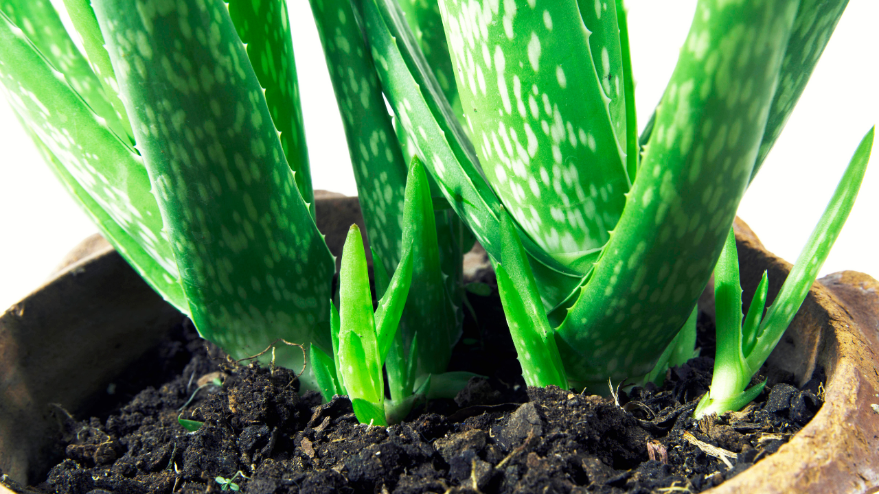 Want to grow aloe vera indoors? Simple step-by-step guide to grow the  succulent for beginners