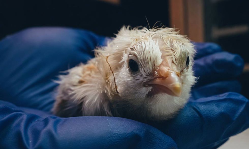 Colossal Biosciences hatches 26 chicks from artificial eggs in Texas ...
