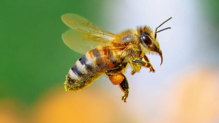 World Bee Day 2026: 10 fascinating facts about these tiny creatures you ...