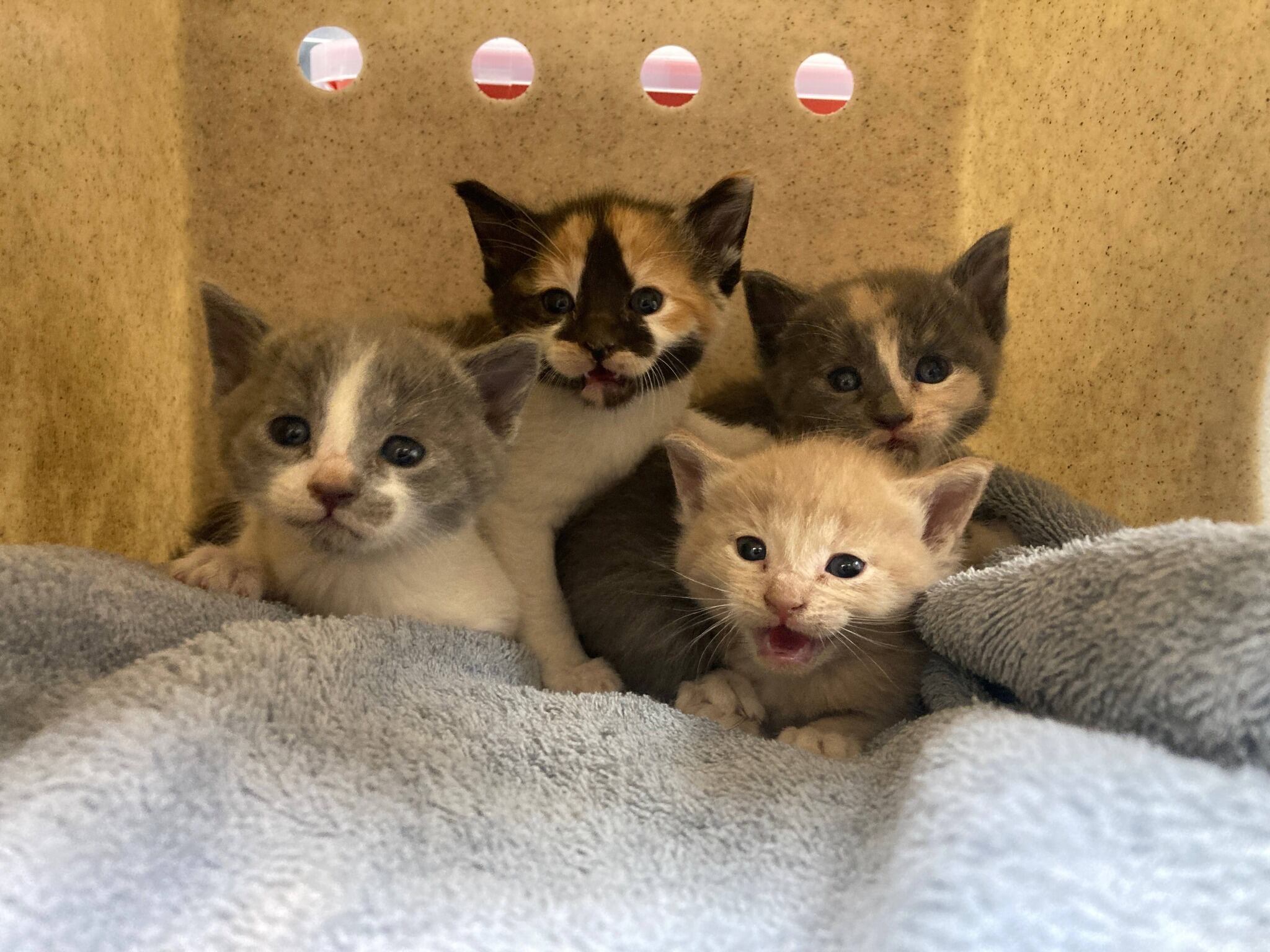 Oshkosh Area Humane Society warns against 'kit-napping' abandoned kittens