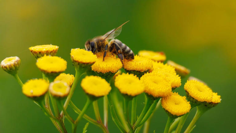 World Bee Day 2026: 10 fascinating facts about these tiny creatures you ...
