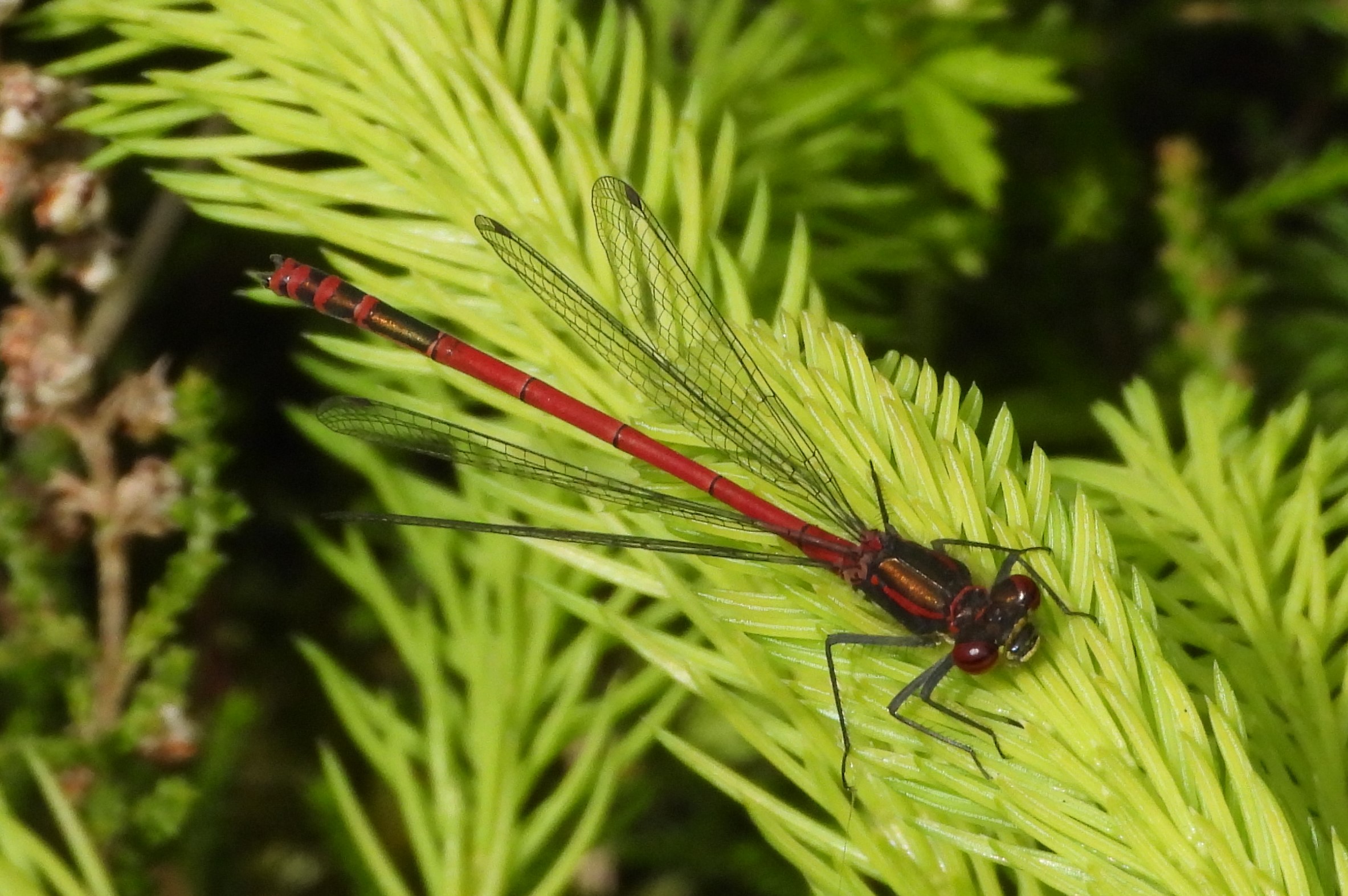 Rare 'flying jewels' insects find home for the future at 15th century ...