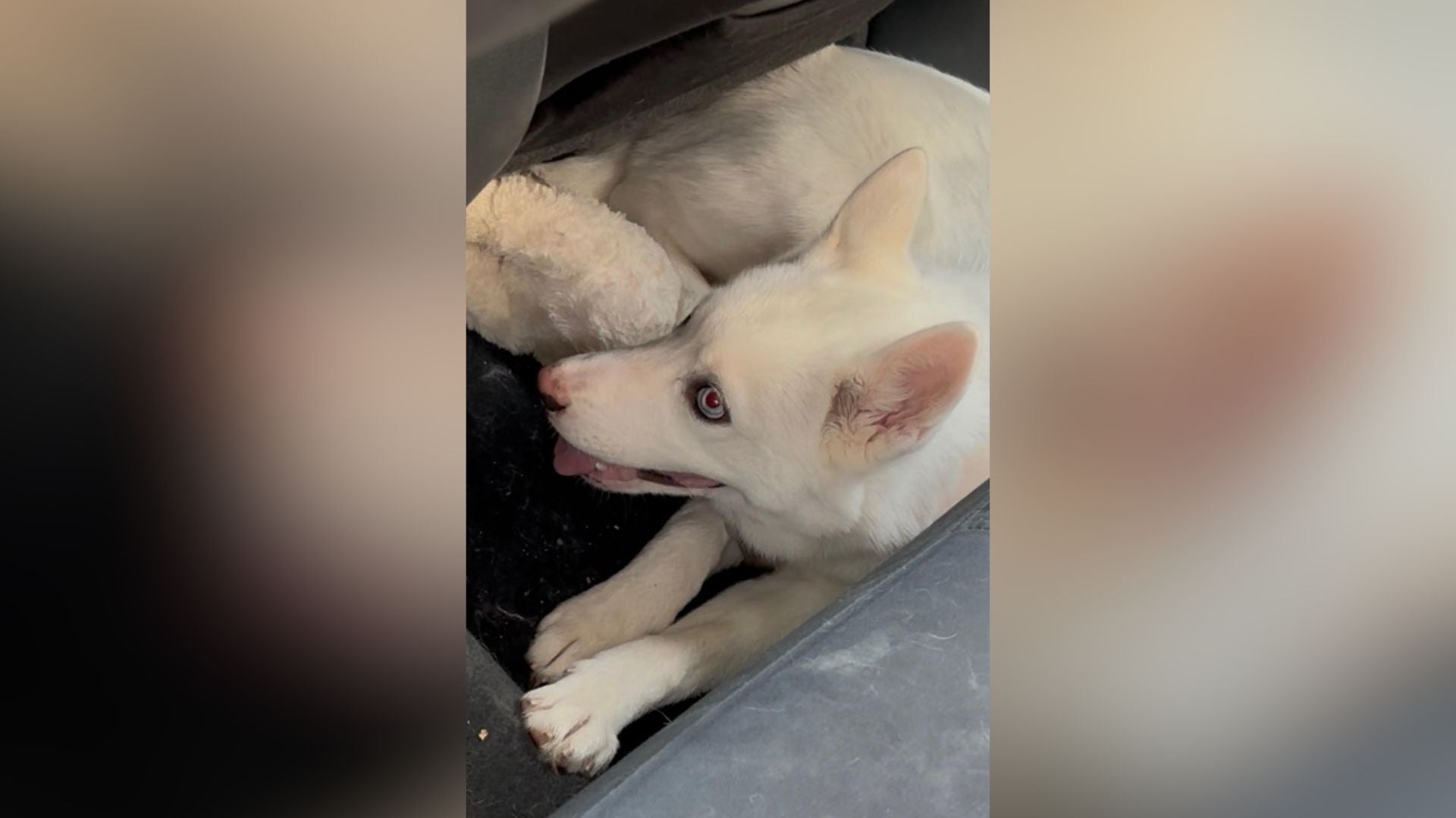 'Infuriation': Animal control reports rescuing puppy from 100-degree ...