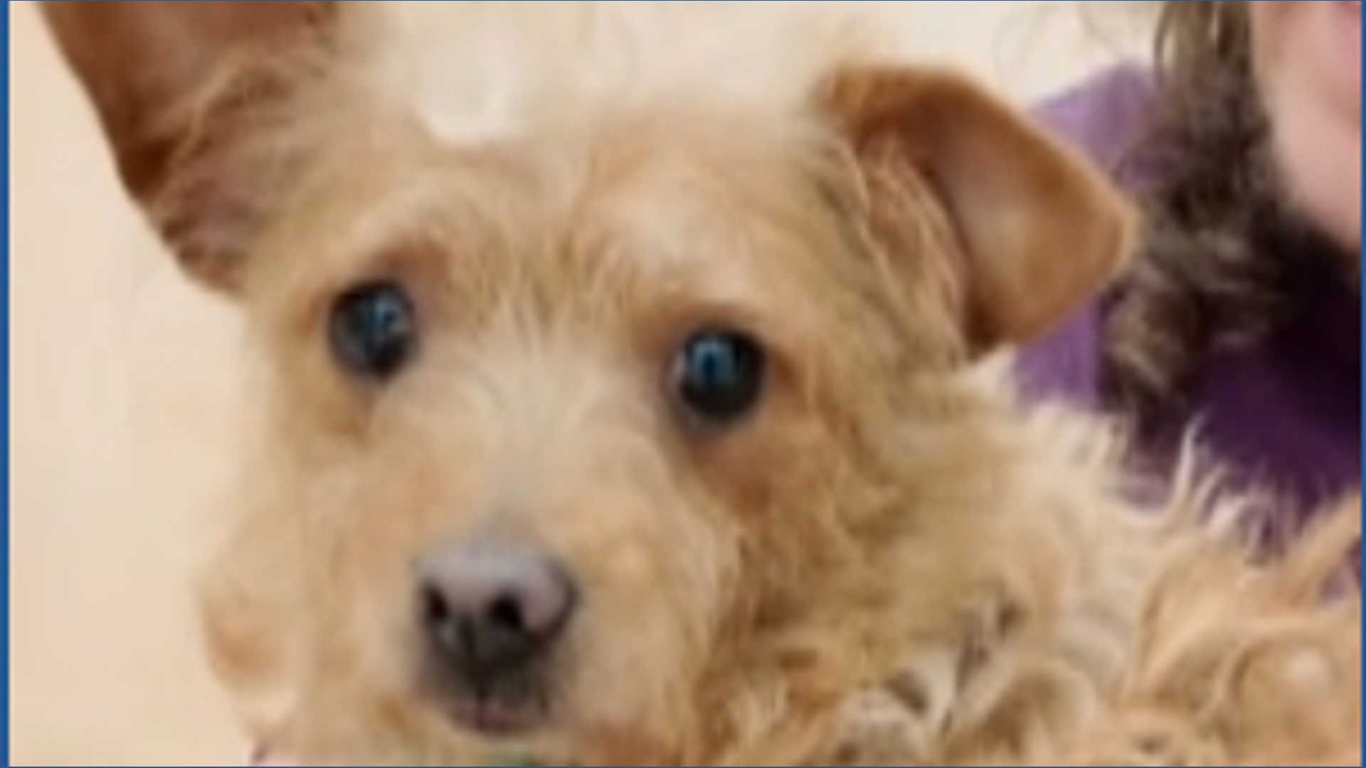 Oregon Humane's behavior modification program helps dogs become more ...