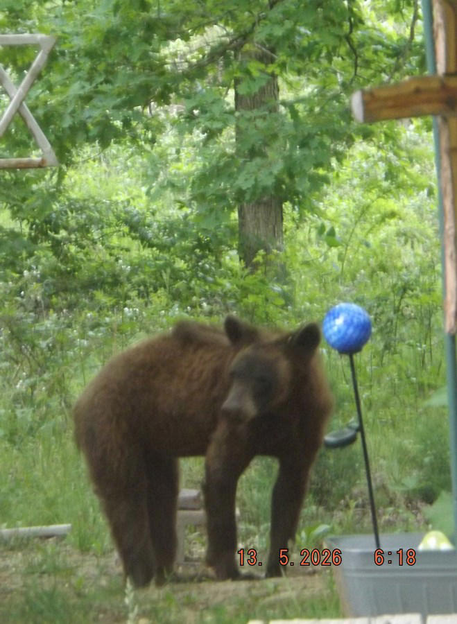 Bear spotted in Cabool