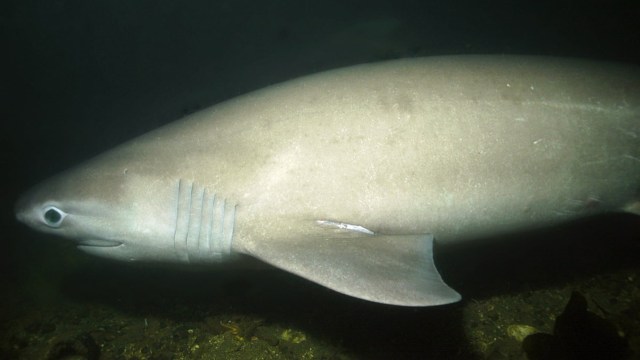 Mysterious 14-foot shark that predates dinosaurs may be returning to ...