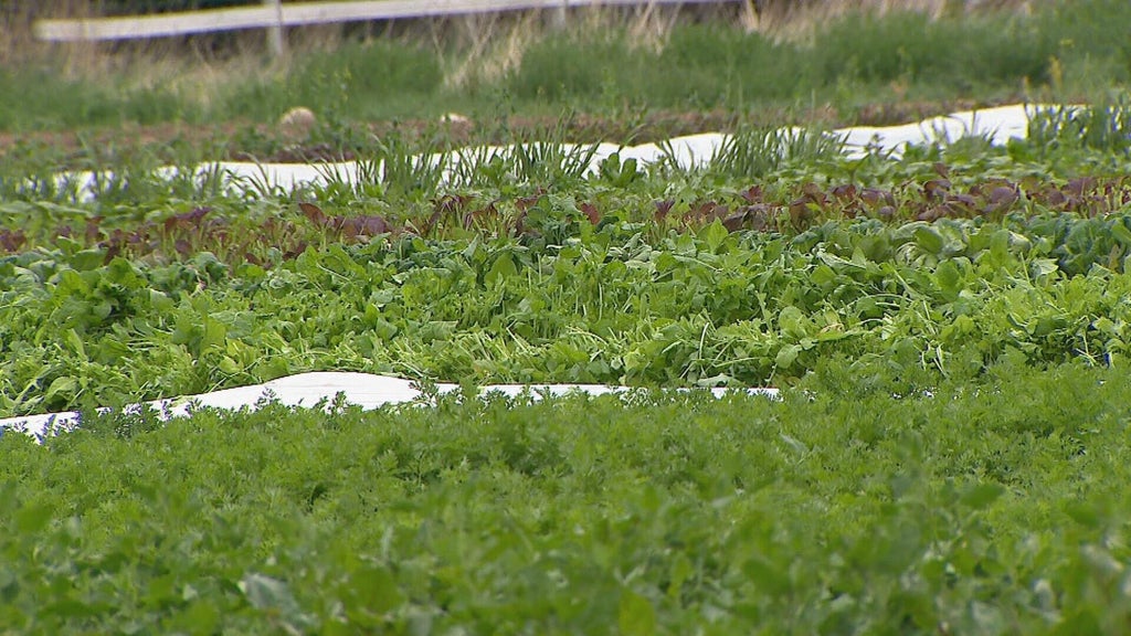 Colorado's farmers working to plan and plant amid dry winter, rainy spring