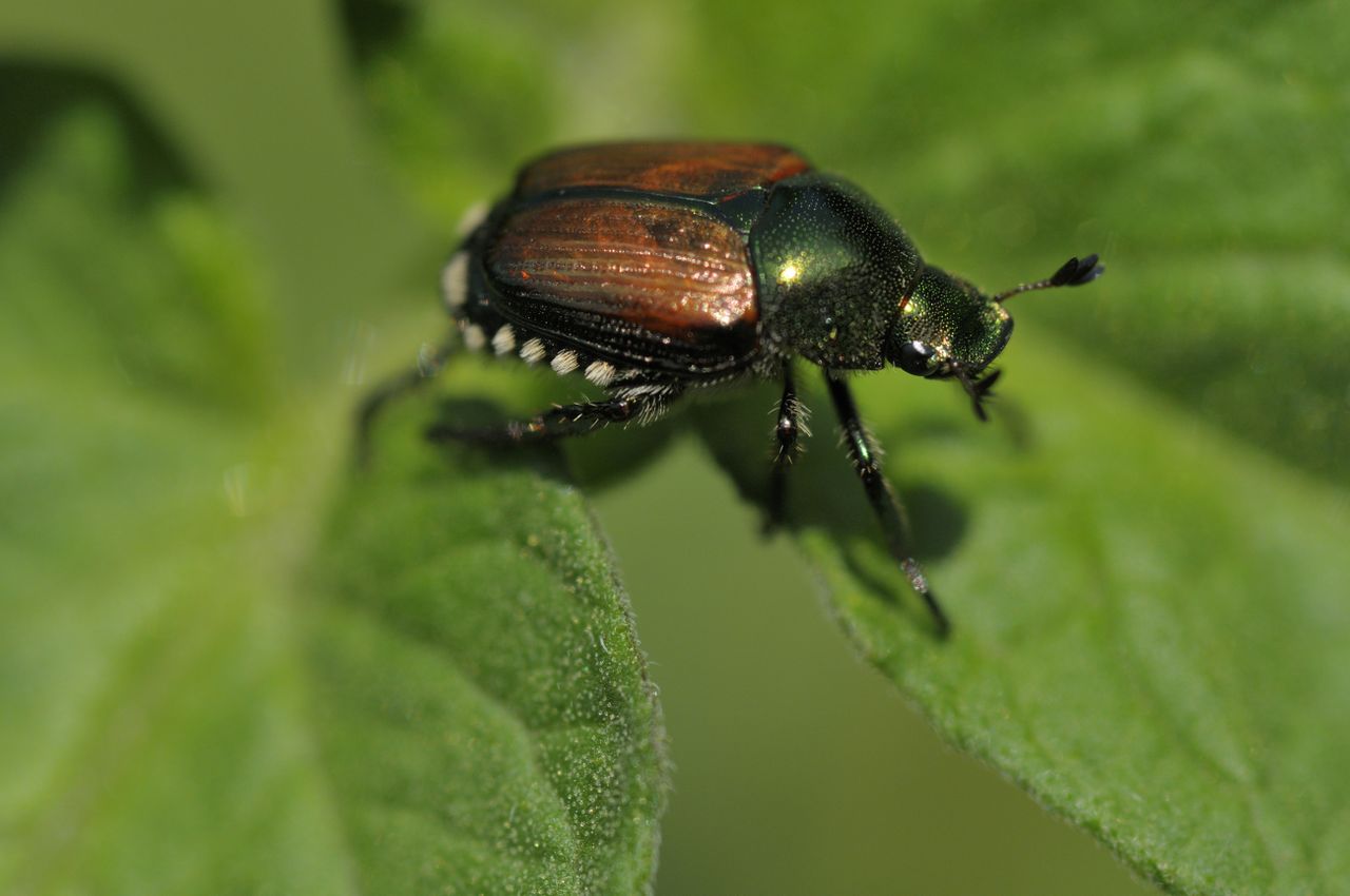 Japanese beetle on a green leaf